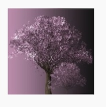 A pink tree backlit by pink light